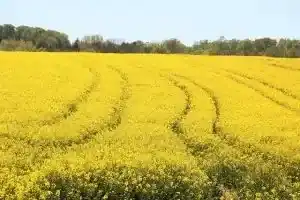 Rapsöl